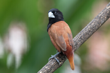 The chestnut munia or black-headed munia (Lonchura atricapilla) is a small passerine