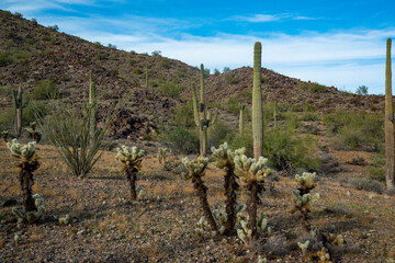 Carnegiea gigantea and Teddy bear cholla (Cylindropuntia bigelovii). Cholla Cactus Garden at Joshua...