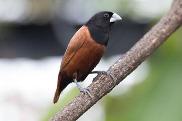 The chestnut munia or black-headed munia (Lonchura atricapilla) is a small passerine