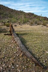 Dry woody pith of a dead cactus, Giant cactus Saguaro cactus (Carnegiea gigantea), Arizona