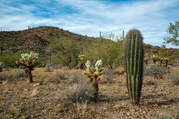 Young plants Giant cactus Saguaro cactus (Carnegiea gigantea) against the background of a cloudy sky