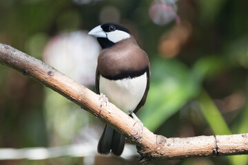 The Timor sparrow (Padda fuscata), also known as Timor dusky sparrow