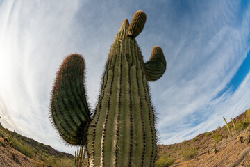 Landscape of a stone desert, photo of a cactus with a Fish Eye lens, Giant cactus Saguaro cactus...