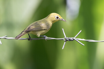 The Indian white-eye (Zosterops palpebrosus), formerly the Oriental white-eye, is a small passerine bird in the white-eye family