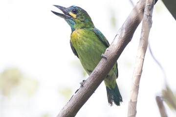 The yellow-eared barbet (Psilopogon australis) is an Asian barbet native to Java and Bali