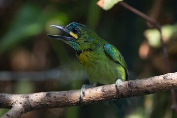 The yellow-eared barbet (Psilopogon australis) is an Asian barbet native to Java and Bali