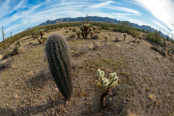Giant cactus Saguaro cactus - Carnegiea gigantea, Landscape of a stone desert, photo of a Fish Eye...