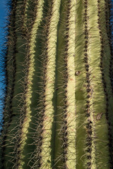 Three Giant Saguaros (Carnegiea gigantea),  close-up of a prickly cactus stem. Organ Pipe Cactus...