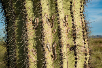Three Giant Saguaros (Carnegiea gigantea),  close-up of a prickly cactus stem. Organ Pipe Cactus...