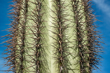 Three Giant Saguaros (Carnegiea gigantea),  close-up of a prickly cactus stem. Organ Pipe Cactus...