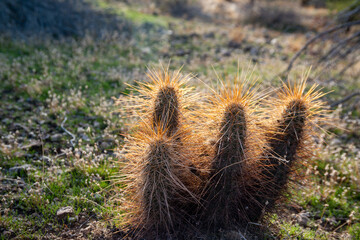 Nichol's hedgehog cactus, golden hedgehog cactus (Echinocereus nicholii), Desert landscape with...