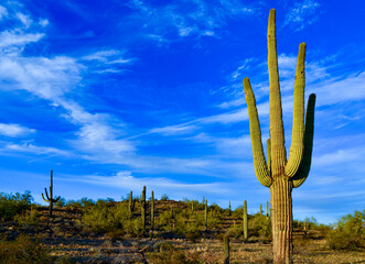 Large cacti in Arizona against a blue sky, desert landscape. Saguaro Cactuses (Carnegiea gigantea)...