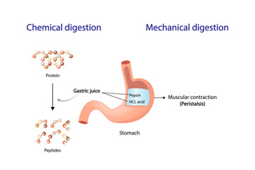 Protein Digestion in stomach. Chemical and mechanical digestion, Peristalsis. Gastric juice, pepsin and hydrochloric acid, digesting and breaking the protein into small peptides. Vector illustration.