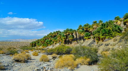 Fototapeta na wymiar Palm trees rise in the desert at Thousand Palms Oasis near Coachella Valley Preserve. Villis palms oasis. California