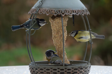 Orites à longue queue et mésange bleue sur un mangeoire
