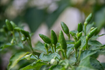 Pili Pili (also known as piri-piri or peri-peri) spicy hot papers, cultivar of Capsicum frutescens from the malagueta pepper, at organic farm in Africa, 50.000 - 100.100 Scoville 