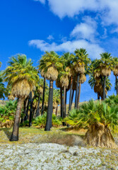 Obraz premium Palm trees rise in the desert at Thousand Palms Oasis near Coachella Valley Preserve. Villis palms oasis. California