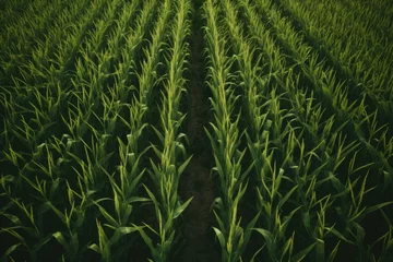 Photo sur Aluminium Herbe Aerial view of a corn field