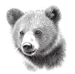Cute animal bear cub face hand drawn sketch in doodle style illustration © BigJoy
