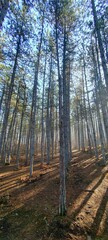 pine forest in the morning