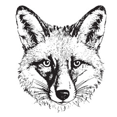 Beautiful fox face sketch hand drawn illustration