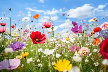 Raamstickers Colorful field of spring flowers © eyetronic