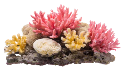 Foto auf Alu-Dibond Coral reef - isolated on transparent background © Marko