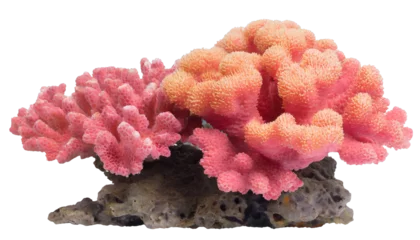 Zelfklevend Fotobehang Coral reef - isolated on transparent background © Marko