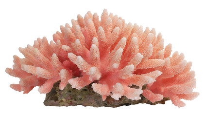 Coral reef - isolated on transparent background - obrazy, fototapety, plakaty