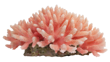 Coral reef - isolated on transparent background
