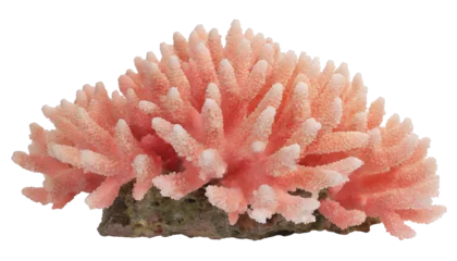Zelfklevend Fotobehang Coral reef - isolated on transparent background © Marko