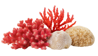Coral reef - isolated on transparent background