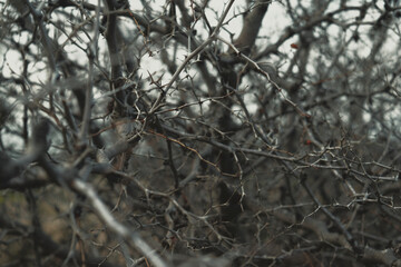 A tree with thorns. Nature background 