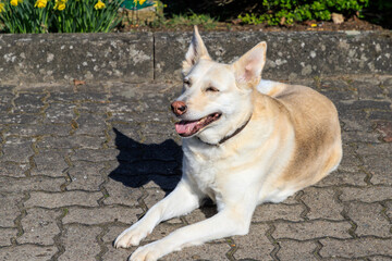 10 years happy dog with a pink nose and closed eyes lying on stone pavement  (German shepherd husky...