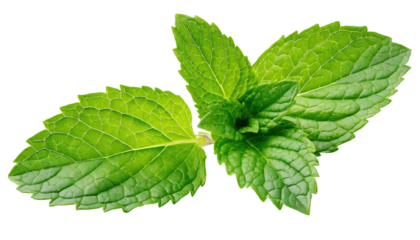  Fresh mint leaves - isolated on transparent background