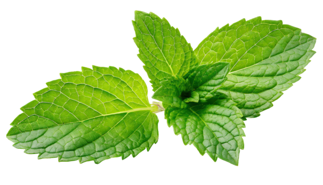  Fresh mint leaves - isolated on transparent background
