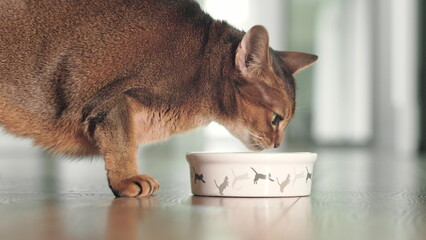 Hungry Abyssinian ginger cat have lunch with dry granules food from bowl on the floor. Lovely...
