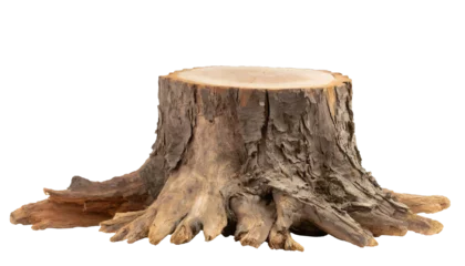 Stickers pour porte Route en forêt Tree stump - isolated on transparent background