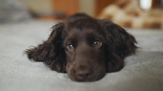 Young English Cocker Spaniel puppy, close-up portrait. Small dark brown English Cocker Spaniel puppy on the bed. A young playful English Cocker Spaniel puppy looks at the camera. Happy puppy