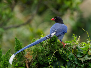 Taiwan Blue Magpie (Urocissa caerulea), a Taiwan endemic bird perching atop ping tree