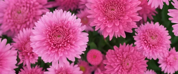 Schilderijen op glas Romantic Botanical Bliss: Witness the Exquisite Beauty of Pink Chrysanthemums in Full Bloom, Set Against a Backdrop of Elegant Foliage - Close Up of Pink Flowers Background © Nastassia