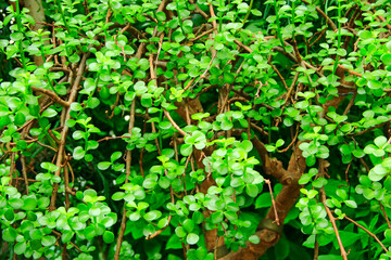 Portulacaria afra. Succulent plant portulacaria afra. Green natural texture