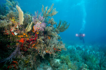 Underwater photographer on Molasses Reef off Key Largo in the Florida Keys - obrazy, fototapety, plakaty