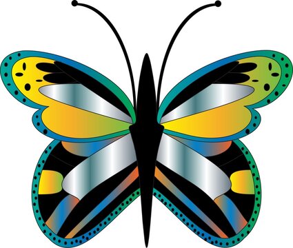 butterfly on black background