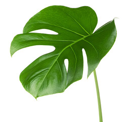 Big leaf of monstera plant isolated on a white background. Tropical botanical leaves. © domnitsky
