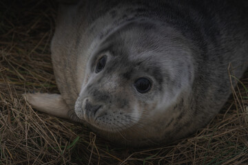 Grey seal pup resting on the grass
