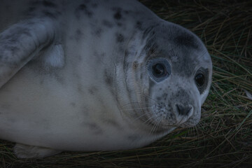 Cute young grey seal on british coast