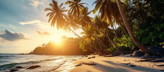 Coconut trees on the Thai beach were gently swayed by the wind with sunlight shining from behind.