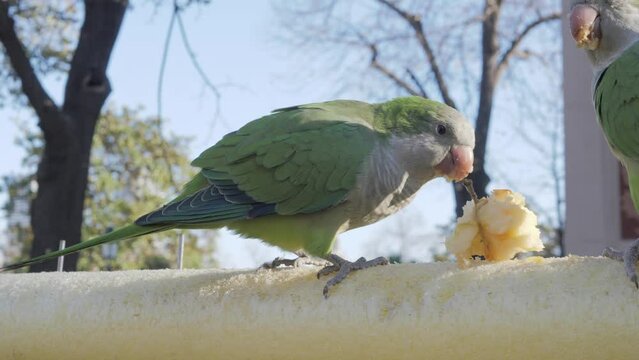 Close-up where a green monk parrots, Myiopsitta monachus sits on a fence and eats an apple offered by tourists. In the center of Barcelona, you can enjoy unity with nature. Birdfeeding and