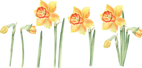 Watercolor illustrations set of the daffodils flowers, leaves and buds. Fresh hand drawn spring flowers